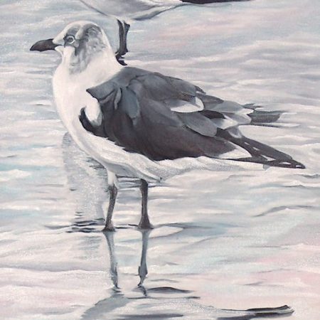 Seagulls
